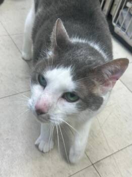 Buddy -  Domestic Short Hair Cat for Adoption in Pomona, New York - Buddy | PetCurious