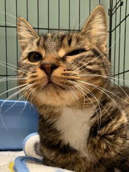 Zephyra -  Domestic Short Hair Cat for Adoption in Fall River, Massachusetts - Zephyra | PetCurious
