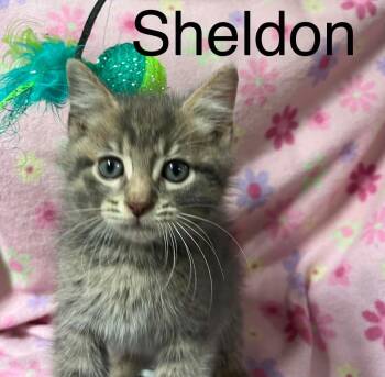 Sheldon -  Domestic Short Hair Cat for Adoption in Princeton, Indiana - Sheldon | PetCurious
