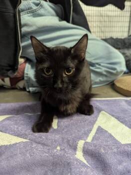 Kyall -  Domestic Short Hair Cat for Adoption in Raleigh, North Carolina - Kyall | PetCurious