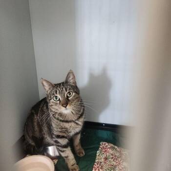 Domestic Short Hair Cats Available for Adoption in Kingman, Arizona - Sweetie | PetCurious