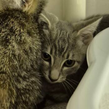1 -  Domestic Short Hair Cat for Adoption in Drumheller, Alberta - 1 | PetCurious