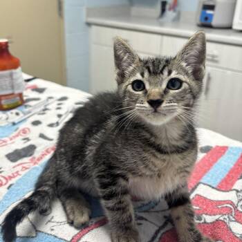 Zoomie -  Domestic Short Hair Cat for Adoption in Riverside, California - Zoomie | PetCurious