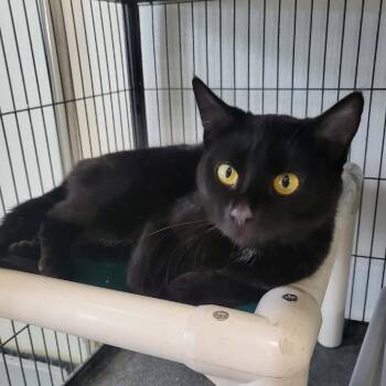 Turkey -  Domestic Short Hair Cat for Adoption in Belleville, Illinois - Turkey | PetCurious