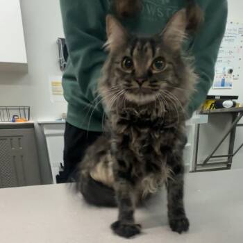 Flow -  Domestic Medium Hair Cat for Adoption in Manhattan, Kansas - Flow | PetCurious