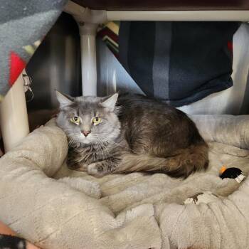 Domestic Long Hair Cats Available for Adoption - Grey | PetCurious