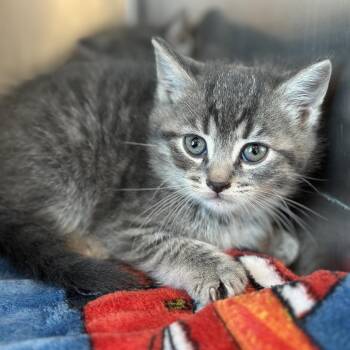 Mistic -  Domestic Short Hair Cat for Adoption in Matteson, Illinois - Mistic | PetCurious