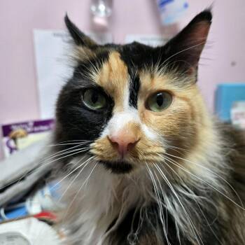 Domestic Long Hair Cats Available for Adoption - Giga | PetCurious