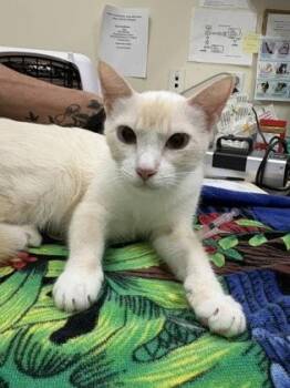 Milkshake -  Domestic Short Hair Cat for Adoption in Charleston, South Carolina - Milkshake | PetCurious