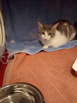 Star -  Domestic Short Hair Cat for Adoption in Atlanta, Georgia - Star | PetCurious
