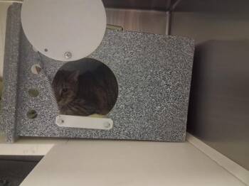 Domestic Short Hair Cats Available for Adoption in Colorado Springs, Colorado - COSMO | PetCurious