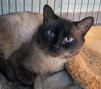 Quigley -  Siamese Cat for Adoption in Bloomingdale, New Jersey - Quigley | PetCurious