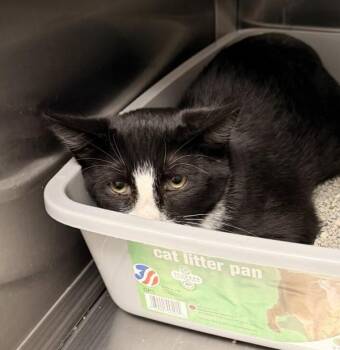 Carabiner -  Domestic Short Hair Cat for Adoption in Golden, Colorado - Carabiner | PetCurious