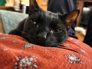 Jermaine Petite Panther Boy with the Sweetest Soul -  Domestic Short Hair Cat for Adoption in Bloomfield, New Jersey - Jermaine Petite Panther Boy With The Sweetest Soul | PetCurious