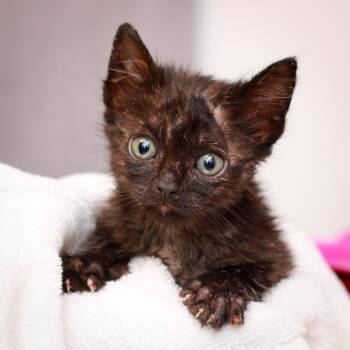 Lemur -  Domestic Short Hair Cat for Adoption in Hattiesburg, Mississippi - Lemur | PetCurious