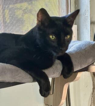 Marty -  Bombay and Domestic Short Hair Cat for Adoption in Mission Viejo, California - Marty | PetCurious