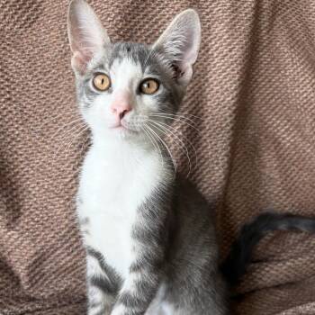 Domestic Short Hair Cats Available for Adoption in League City, Texas - Scout | PetCurious