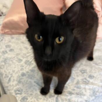 Sol -  Domestic Medium Hair Cat for Adoption in Lakeland, Florida - Sol | PetCurious