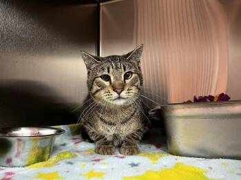 Hugo -  Domestic Short Hair Cat for Adoption in Logan, Utah - Hugo | PetCurious