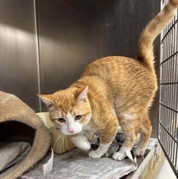 Ricky -  Domestic Short Hair Cat for Adoption in Findlay, Ohio - Ricky | PetCurious