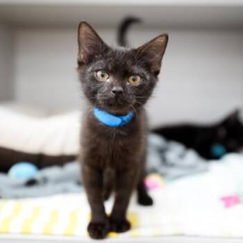 Gus -  Domestic Short Hair Cat for Adoption in Atlanta, Georgia - Gus | PetCurious