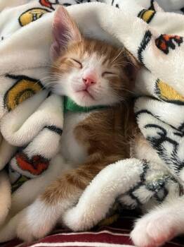 AlderHeart -  Domestic Short Hair Cat for Adoption in Lincoln, California - AlderHeart | PetCurious