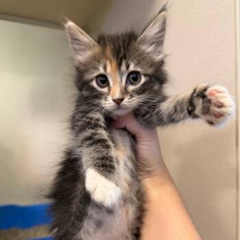 Scissors (26-1I-3) -  Domestic Short Hair Cat for Adoption in Rifle, Colorado - Scissors (26-1I-3) | PetCurious