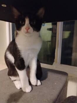 Rosina -  Domestic Short Hair Cat for Adoption in Battle Ground, Washington - Rosina | PetCurious