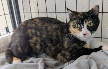 Divine -  Domestic Short Hair Cat Available for Adoption in Youngtown, Arizona - Divine | PetCurious