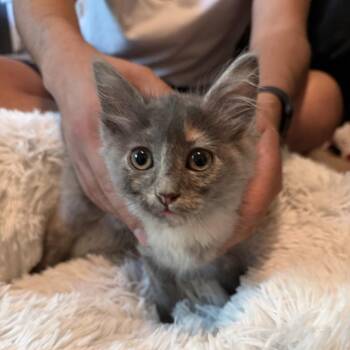 Nova -  Domestic Long Hair Cat for Adoption in San Antonio, Texas - Nova | PetCurious