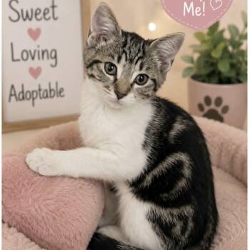 Suki -  Domestic Short Hair and Tabby Cat for Adoption in Antioch, California - Suki | PetCurious