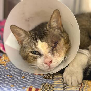 Domestic Short Hair Cats Available for Adoption in Briarcliff Manor, New York - Frankie | PetCurious