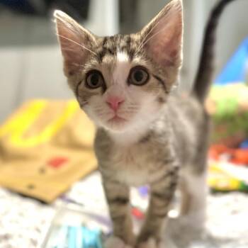 Birch -  Domestic Short Hair Cat for Adoption in Granville, Ohio - Birch | PetCurious
