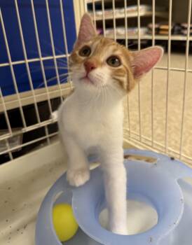 Tabby Cats Available for Adoption - Rich | PetCurious