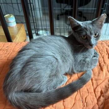 Bluey -  Domestic Short Hair and Russian Blue Cat for Adoption in Chicago, Illinois - Bluey | PetCurious