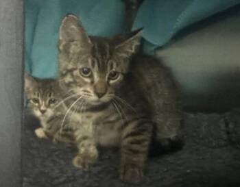 Blueray -  Domestic Short Hair Cat for Adoption in Sherwood, Oregon - Blueray | PetCurious