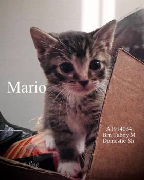 Domestic Short Hair Cats Available for Adoption in Riverside, California - MARIO | PetCurious