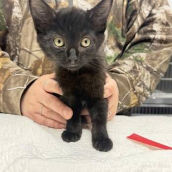 Forest -  Domestic Short Hair Cat for Adoption in Daytona Beach, Florida - Forest | PetCurious