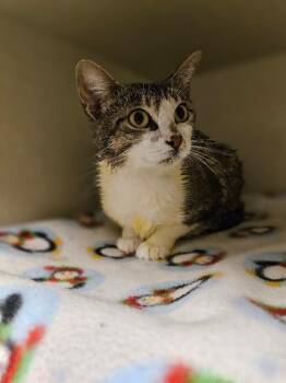 Zarina -  Domestic Short Hair Cat for Adoption in Fort Collins, Colorado - Zarina | PetCurious