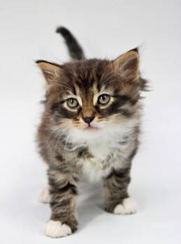 Domestic Long Hair and Domestic Short Hair Cats Available for Adoption in Morton Grove, Illinois - Weston | PetCurious