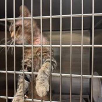 Dobby -  Domestic Short Hair Cat for Adoption in Winston-salem, North Carolina - Dobby | PetCurious