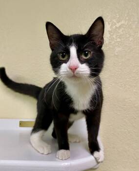Domestic Short Hair and Tuxedo Cats Available for Adoption - Finney | PetCurious