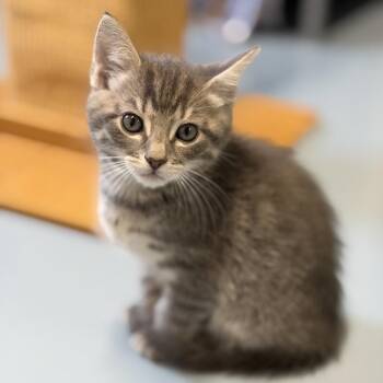 Domestic Short Hair Cats Available for Adoption in Brownsboro, Alabama - Jolteon | PetCurious