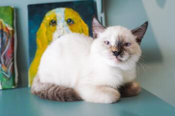 Palmer -  Siamese Cat for Adoption in San Antonio, Texas - Palmer | PetCurious