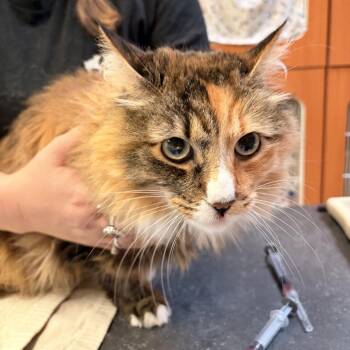 Molly -  Domestic Long Hair Cat for Adoption in Murray, Utah - Molly | PetCurious