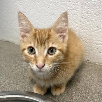 Spotted Bee Balm -  Domestic Short Hair Cat Available for Adoption in Carencro, Louisiana - Spotted Bee Balm | PetCurious