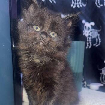 Domestic Medium Hair Cats Available for Adoption - Saturn | PetCurious