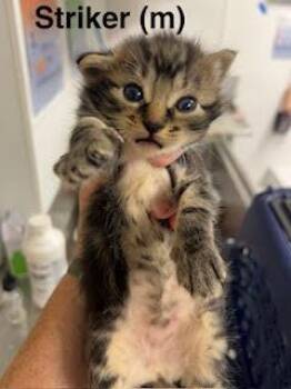 Striker -  Domestic Short Hair and Tabby Cat for Adoption in Saugerties, New York - Striker | PetCurious