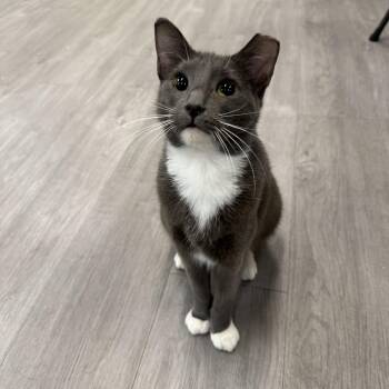 Lexie -  Domestic Short Hair Cat for Adoption in Antioch, California - Lexie | PetCurious