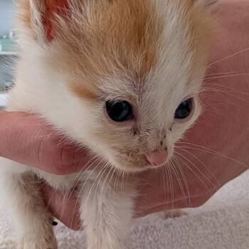Chopin -  Domestic Short Hair Cat Available for Adoption in Chapel Hill, North Carolina - Chopin | PetCurious